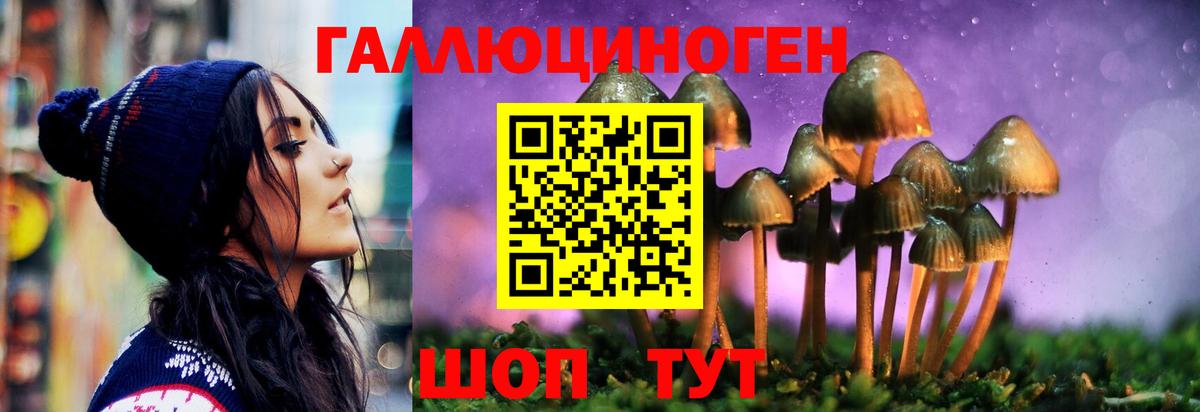 Псилоцибиновые грибы Psilocybe Тимашёвск